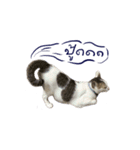 The Cat and kitten (TH)（個別スタンプ：15）