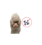 The Cat and kitten (TH)（個別スタンプ：16）
