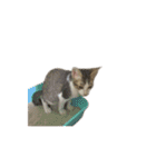 The Cat and kitten (TH)（個別スタンプ：17）