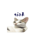 The Cat and kitten (TH)（個別スタンプ：18）