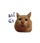 The Cat and kitten (TH)（個別スタンプ：19）