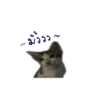The Cat and kitten (TH)（個別スタンプ：20）
