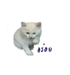 The Cat and kitten (TH)（個別スタンプ：23）