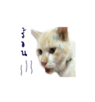 The Cat and kitten (TH)（個別スタンプ：24）