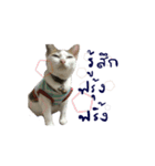 The Cat and kitten (TH)（個別スタンプ：28）