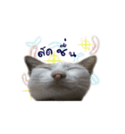 The Cat and kitten (TH)（個別スタンプ：29）