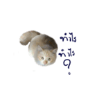 The Cat and kitten (TH)（個別スタンプ：30）