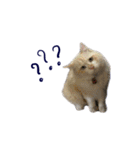 The Cat and kitten (TH)（個別スタンプ：31）