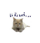 The Cat and kitten (TH)（個別スタンプ：35）