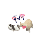 The Cat and kitten (TH)（個別スタンプ：36）
