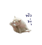 The Cat and kitten (TH)（個別スタンプ：38）