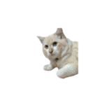 The Cat and kitten (TH)（個別スタンプ：39）