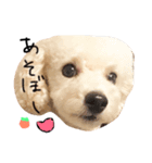 大好き！トイプーはっさく！（個別スタンプ：1）