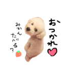 大好き！トイプーはっさく！（個別スタンプ：3）