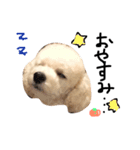 大好き！トイプーはっさく！（個別スタンプ：4）