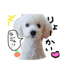 大好き！トイプーはっさく！（個別スタンプ：7）