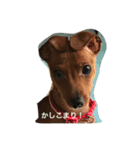ミニピンホッピーくん（個別スタンプ：10）
