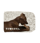 ミニピンホッピーくん（個別スタンプ：12）