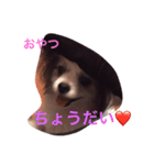 うちのアンディ（個別スタンプ：1）