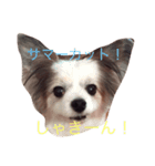 うちのアンディ（個別スタンプ：6）