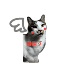 捨て猫に愛を（個別スタンプ：1）