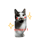 捨て猫に愛を（個別スタンプ：2）