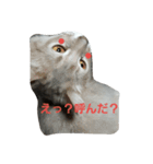捨て猫に愛を（個別スタンプ：4）