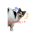 捨て猫に愛を（個別スタンプ：5）
