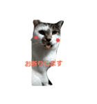 捨て猫に愛を（個別スタンプ：6）