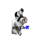 捨て猫に愛を（個別スタンプ：7）