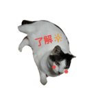 捨て猫に愛を（個別スタンプ：8）