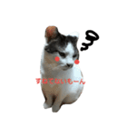 捨て猫に愛を（個別スタンプ：9）