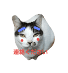 捨て猫に愛を（個別スタンプ：10）