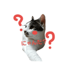 捨て猫に愛を（個別スタンプ：11）