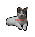 捨て猫に愛を（個別スタンプ：12）