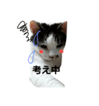 捨て猫に愛を（個別スタンプ：13）
