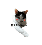 捨て猫に愛を（個別スタンプ：14）