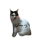 捨て猫に愛を（個別スタンプ：16）