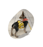 犬の散歩（個別スタンプ：1）