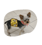 犬の散歩（個別スタンプ：2）