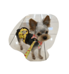 犬の散歩（個別スタンプ：3）