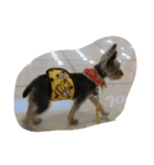 犬の散歩（個別スタンプ：4）