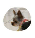 犬の散歩（個別スタンプ：5）