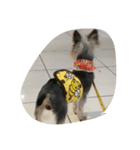 犬の散歩（個別スタンプ：6）