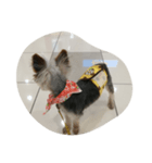 犬の散歩（個別スタンプ：7）