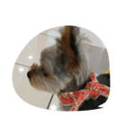 犬の散歩（個別スタンプ：8）