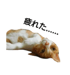 猫ばかが作ったスタンプ（個別スタンプ：1）