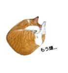 猫ばかが作ったスタンプ（個別スタンプ：3）