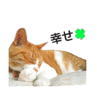 猫ばかが作ったスタンプ（個別スタンプ：4）