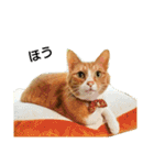 猫ばかが作ったスタンプ（個別スタンプ：5）